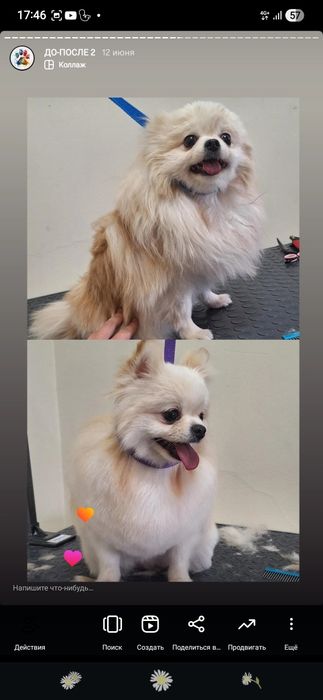 Груминг на дому стрижка собак