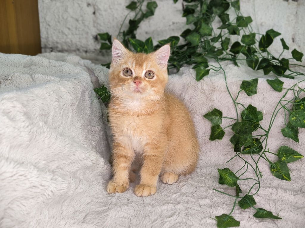 Vand baietel British shorthair orange