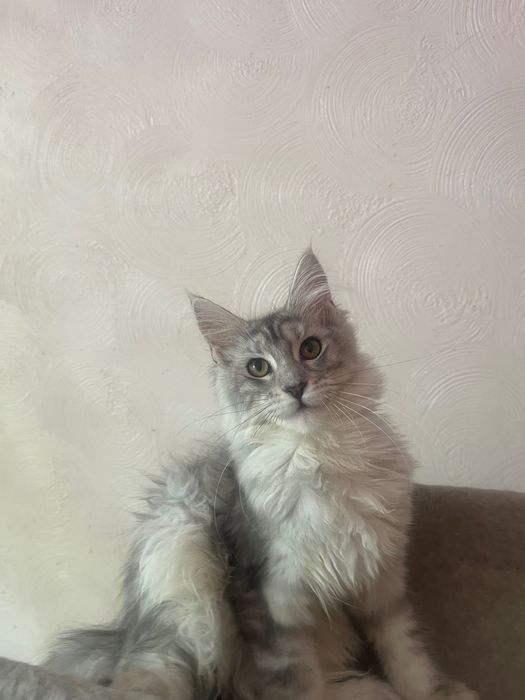Maine Coon cu părinții campion