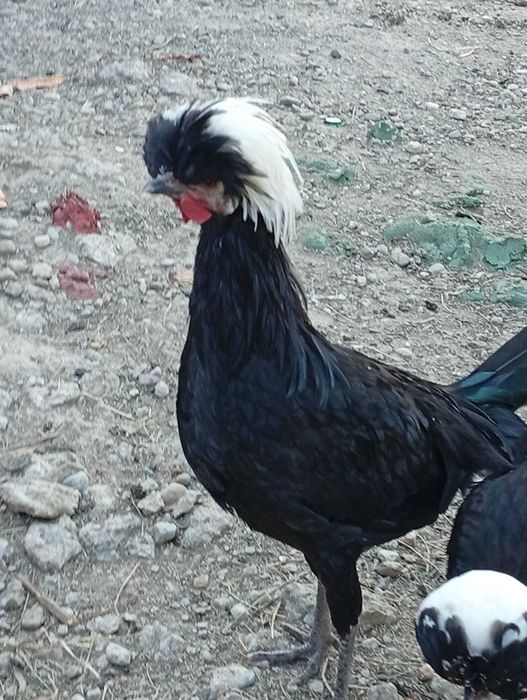 Moțate olandeze cocoși
