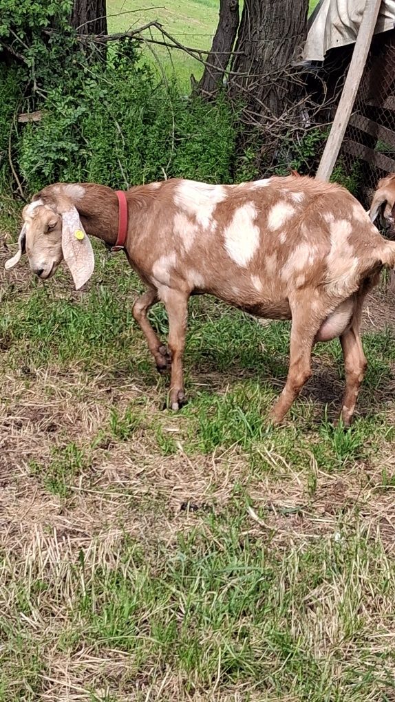 Vând capra ANGLO Nubian cu Pedigree  Cehia