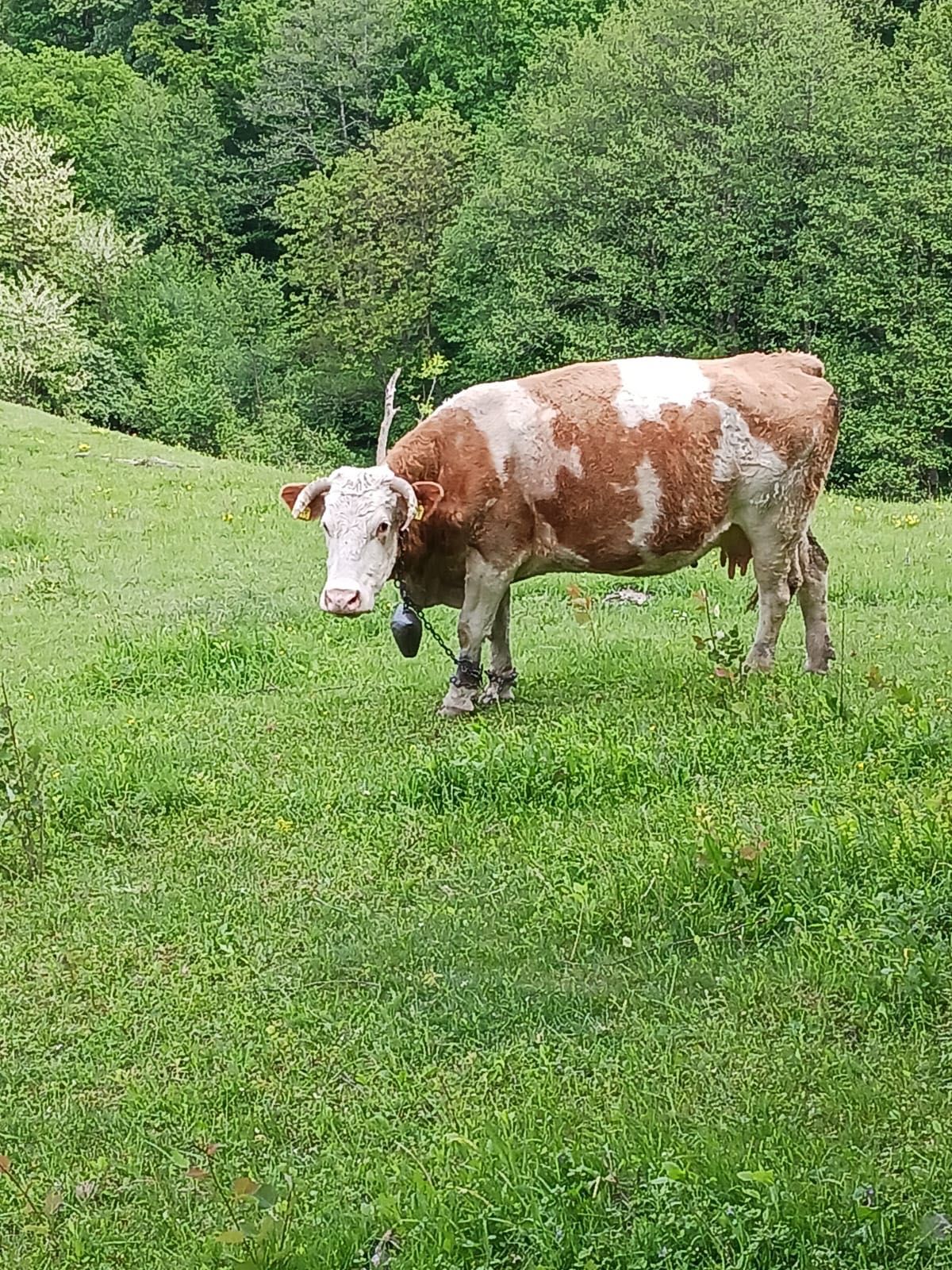 Vaci și juninci de vânzare