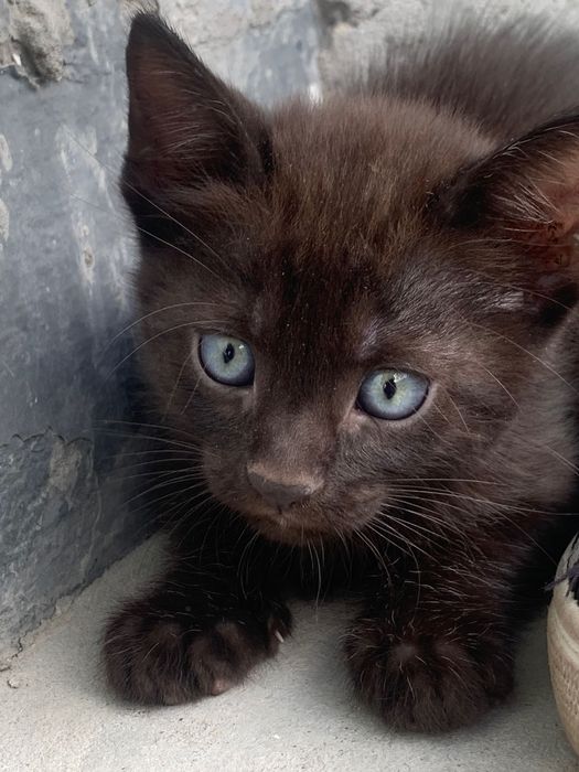 Отдам в хорошие руки