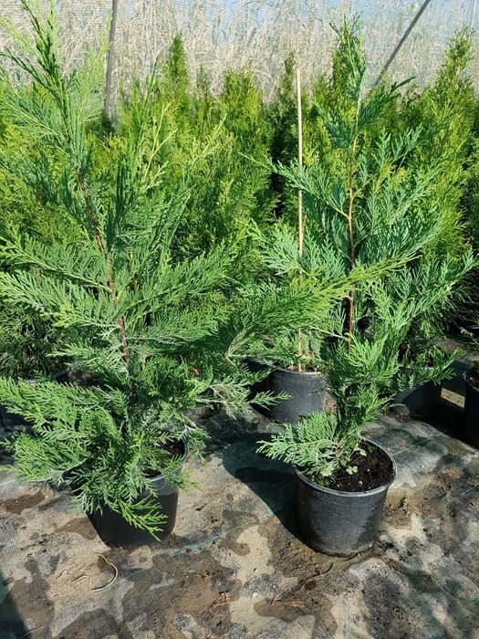 Leylandii 50-60cm cm pentru gard viu si Tuia Smaragd