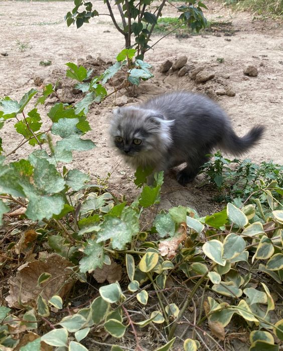 Scottish Fold Longhair