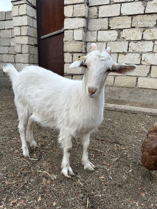 ЕШКІ! Срочно! Сатылады!