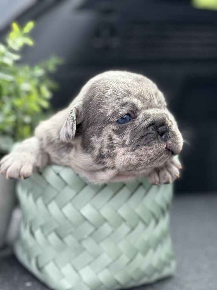 Pui puppy  bulldog francez choco tan merle blue