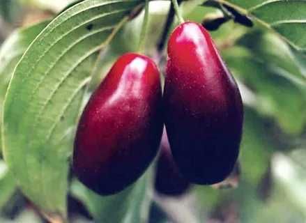 Плодоносящие кусты КИЗИЛА