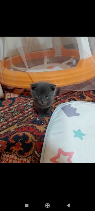 Вислоухие котята