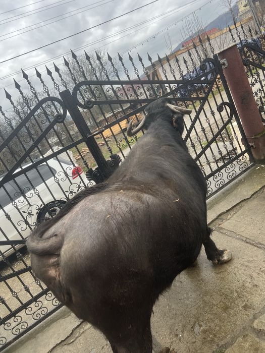 Bivolița de vânzare