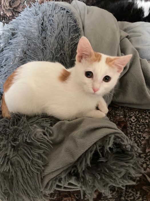 Котенок кот кастрирован ищет дом! Костанай ! Привезем !