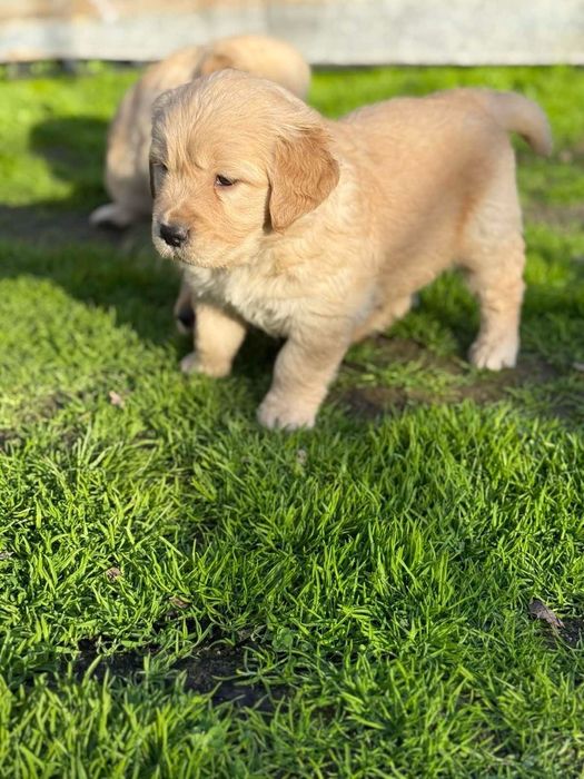 Голдън ретривър кученца