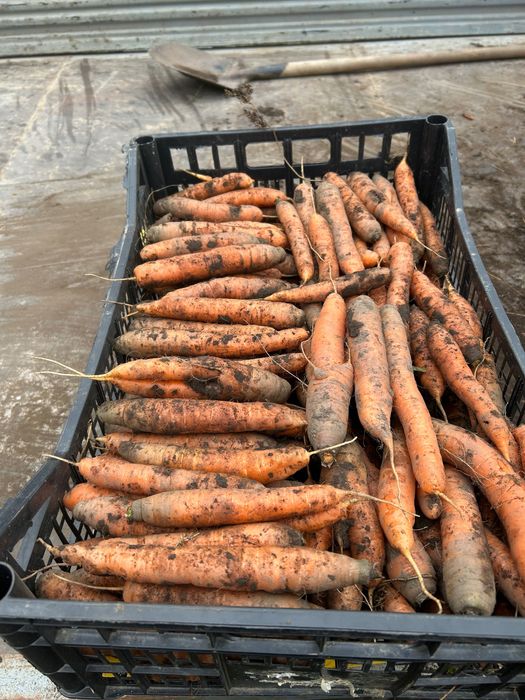 Morcov și sfeclă roșie