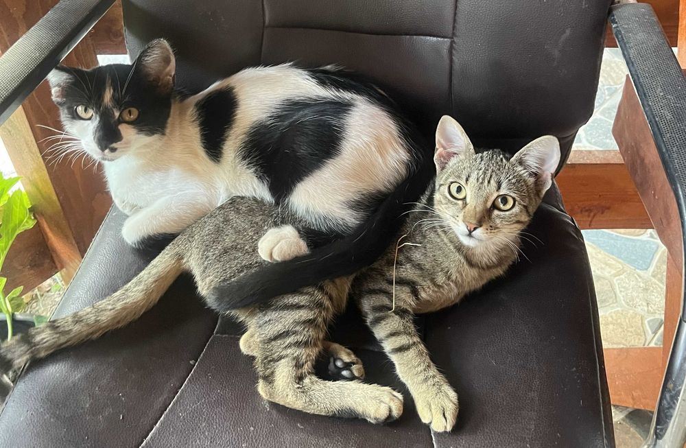 Pisoiasi spre adoptie