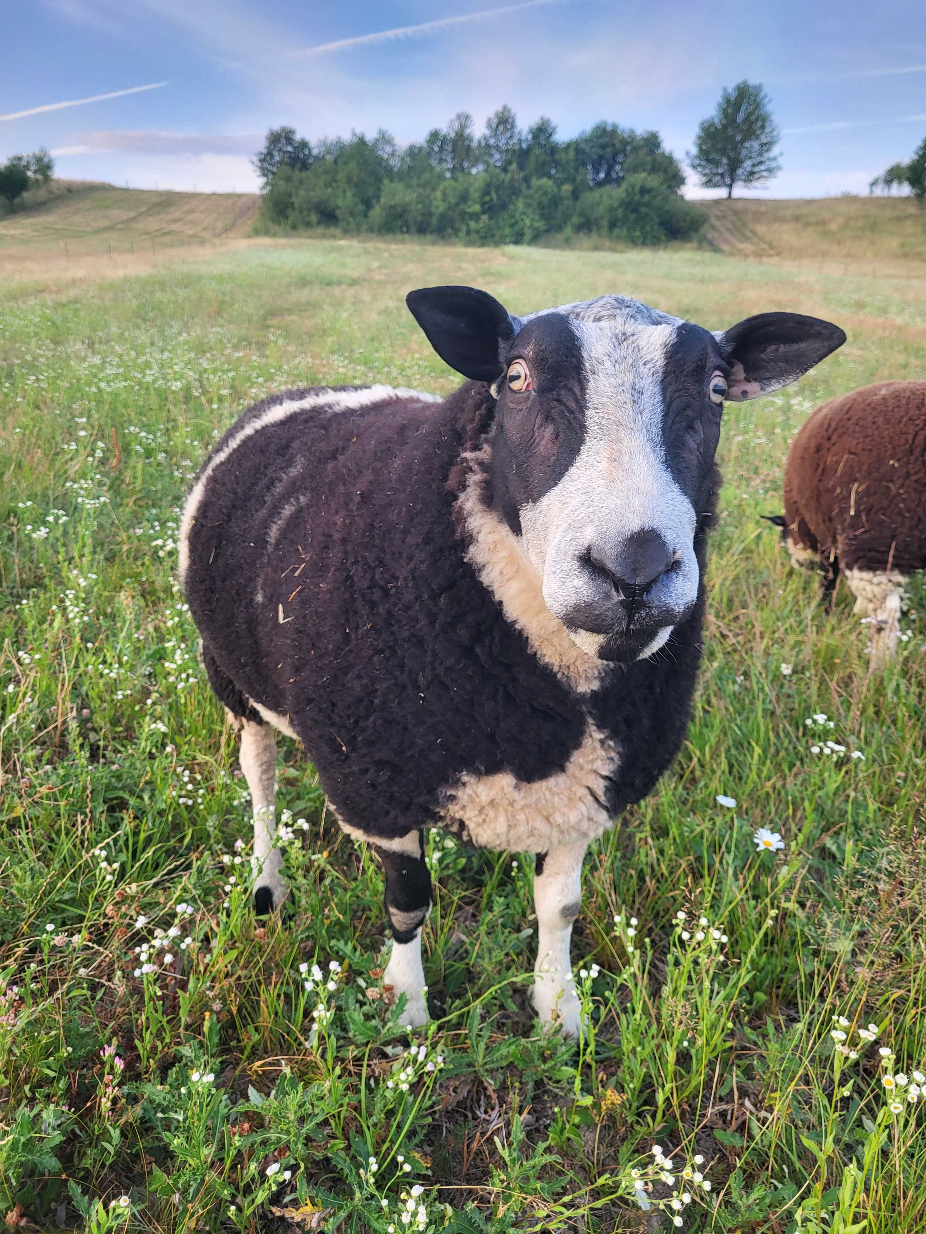 Berbec oi rasa Texel