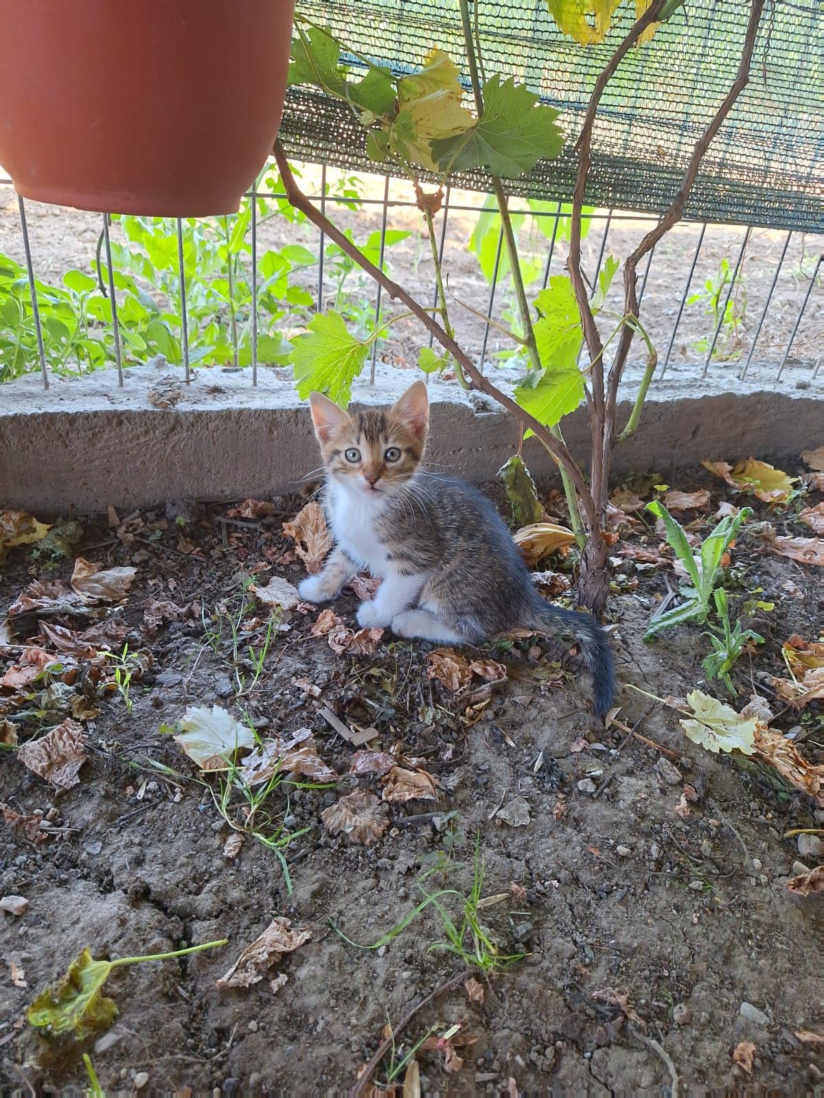 3 pisicuțe adorabile