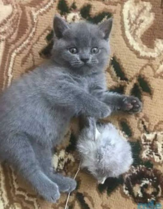 Шотланские котята