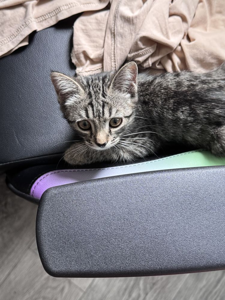 Котенок девочка 2 месяца.