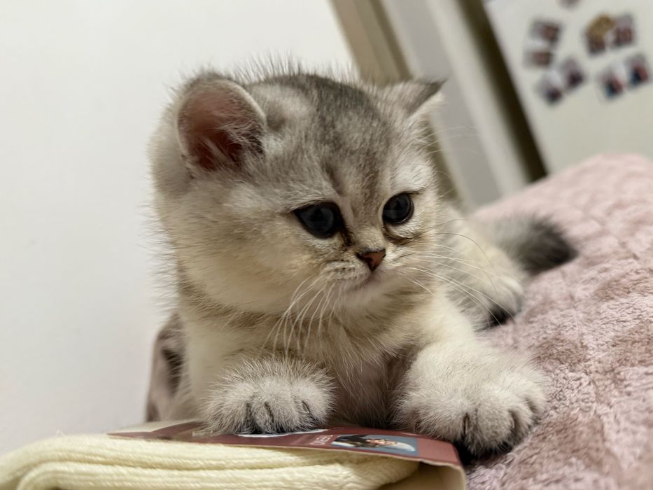 De vanzare British chinchila silver cu british golden