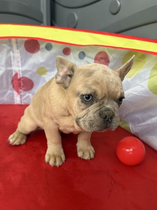 Bulldog Francez Lilac Fawn 3 luni