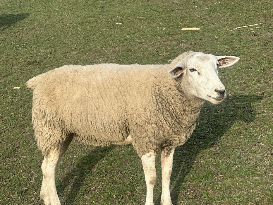 Vand oie texel originala