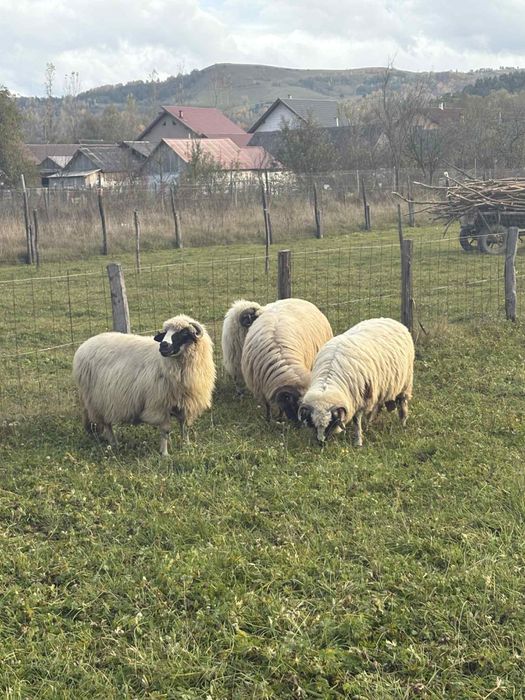 Oi de vânzare breze