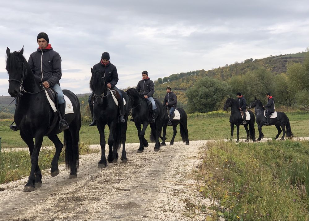 Friesian mânz iapă armăsar Frizian