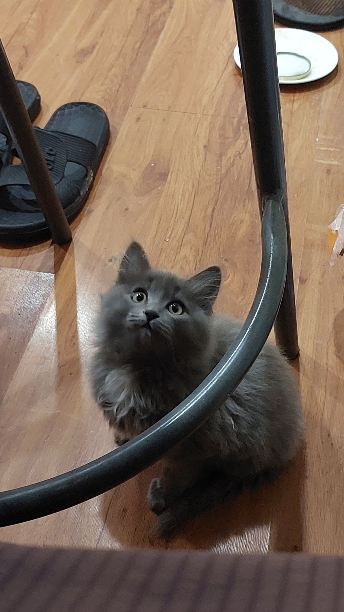 Котята бесплатно