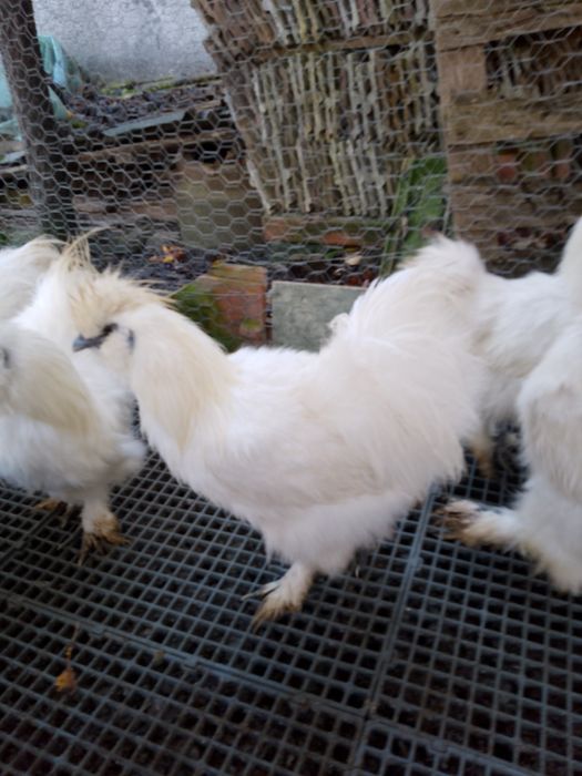 Oferta!Cocosi mătase japoneza!