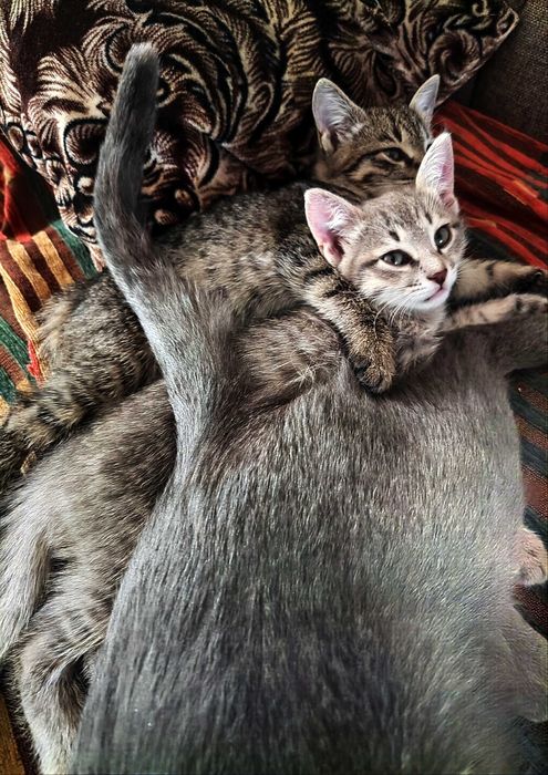 Котята бесплатно