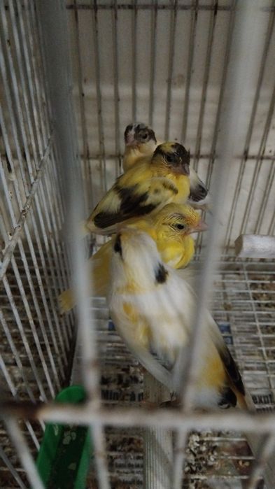Canari de vanzare