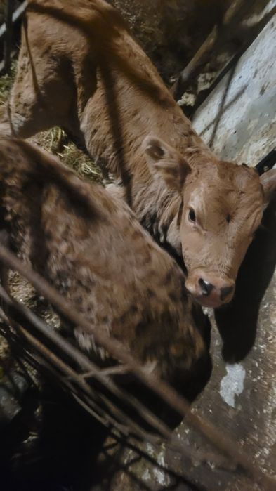 Vând un tăuraș de doua săptămâni