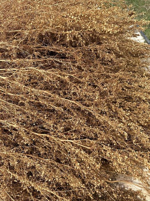 Samanta de loboda an 2025