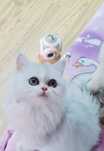 British longhair cu ochii verzi si pedigree