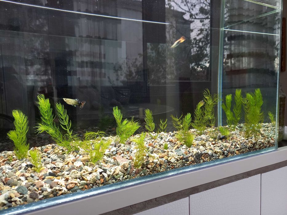 Аквариум для грызунов и рыбок на заказ