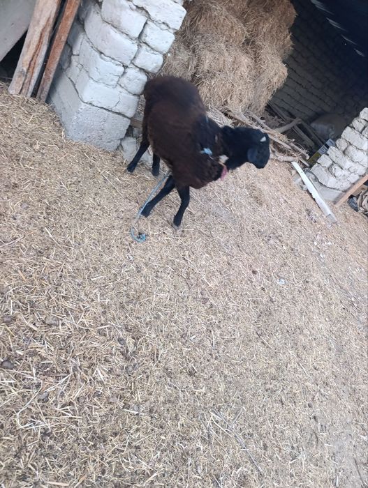 Qoʻchqorlar sotiladi