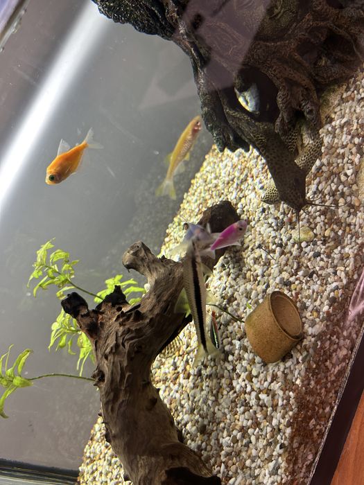 Acvariu complet cu pesti