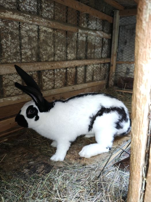 Fluture pestriț german.