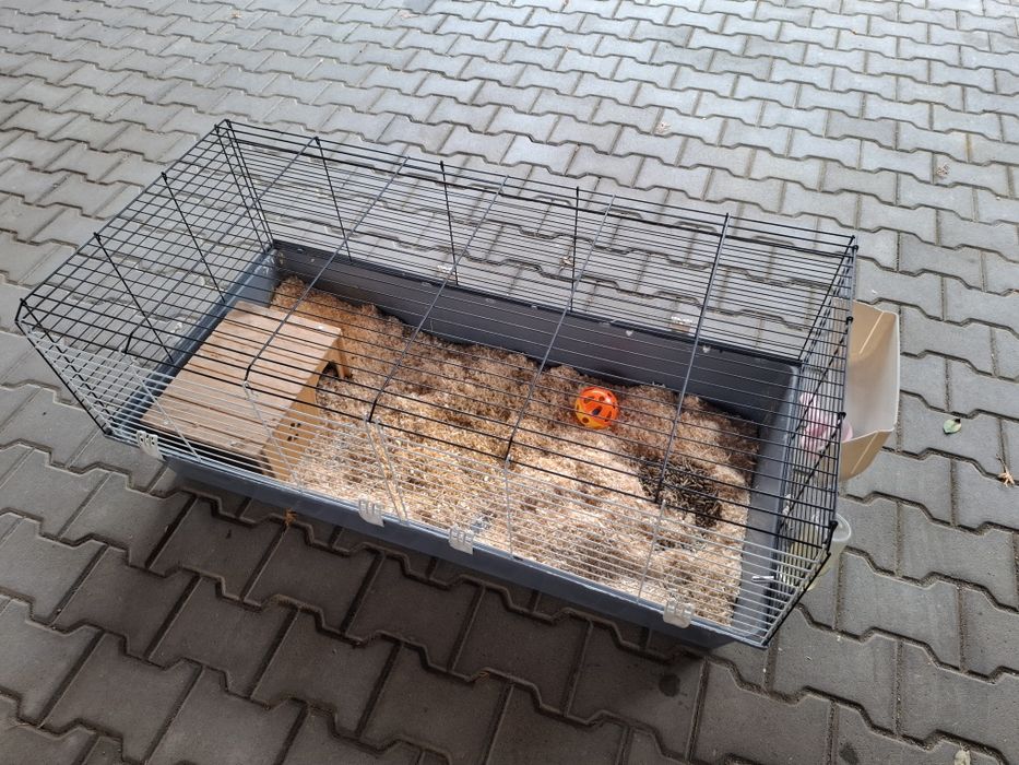 Vand cusca mare rozătoare/iepure