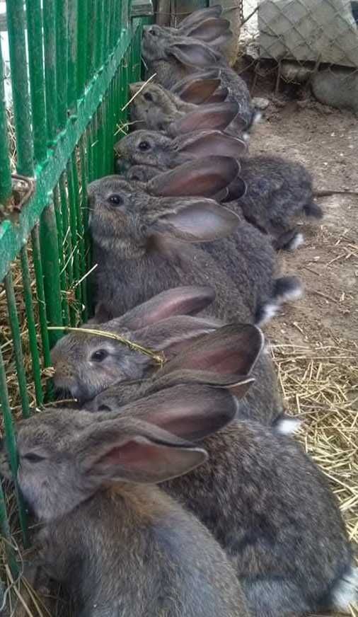 Iepuri de rasă mare