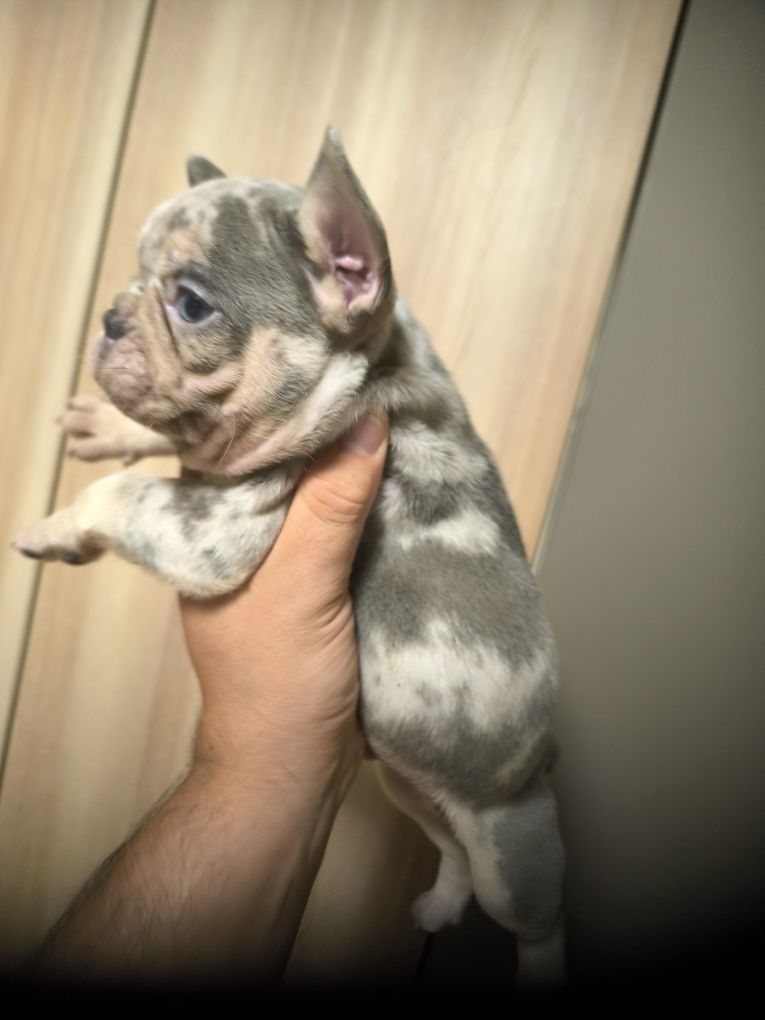 Френски булдог /мерле/french bulldog