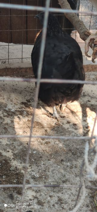 Qora shahzoda tovug'i. Indautkayam bor 40 dona.