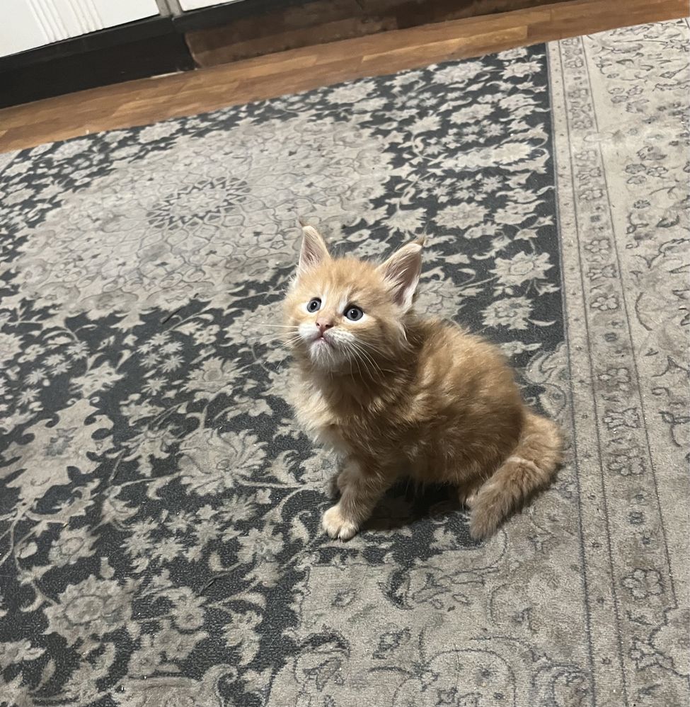 Котята мейнкуну крупные