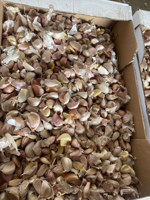 Vand usturoi de pus in pamana ( desfacut )