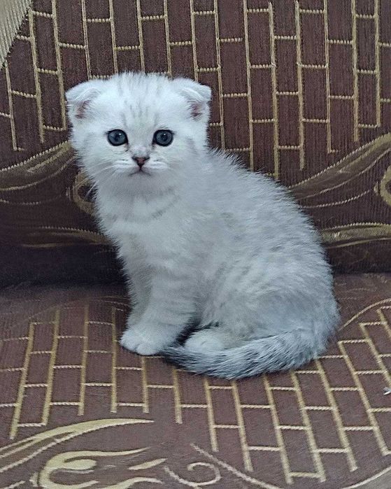 Продаются котята вислоухие, девочки