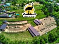 Pui de STRUȚ NEGRU AFRICAN de calitate superioară