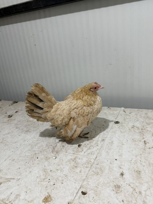 Продавам декоративни кокошки