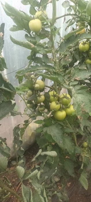 De vânzare gogonele