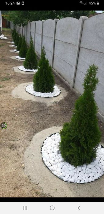 amenajam spați verzi brazi spirale