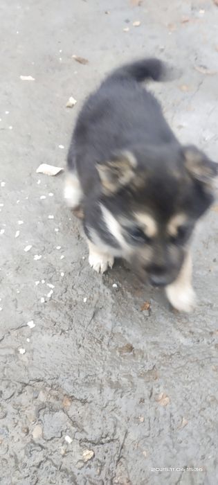 Продается Щенок девочка